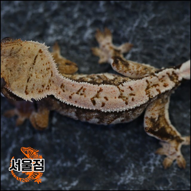 트라이 익스트림할리퀸 화이트스팟