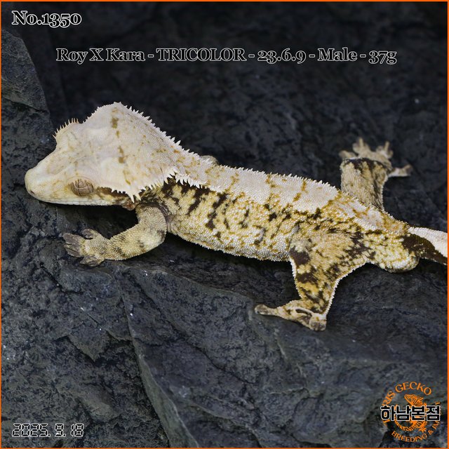 Tri Extreme Harlequin