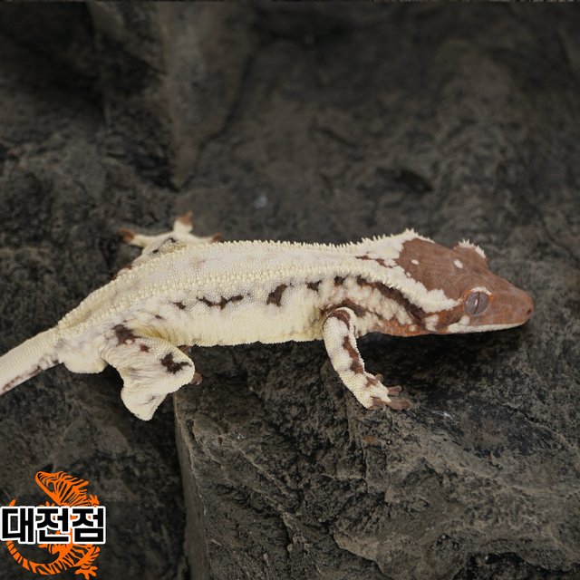 카푸치노 프라푸치노 릴리화이트 트라이