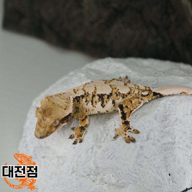 Normal Tri White Crown White Porthole White Spot