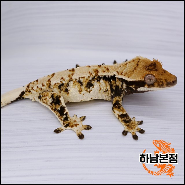 Tri Extreme Harlequin Drippy White Spot