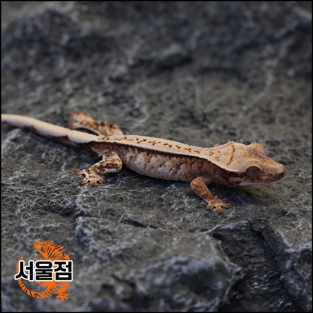 트라이 익스트림할리퀸