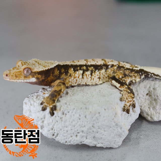 트라이 노멀 익스트림할리퀸 할리퀸 텐저린