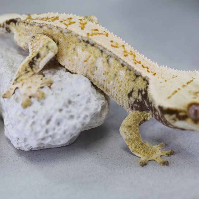 트라이 노멀 익스트림할리퀸 화이트스팟 화이트포트홀 화이트핀