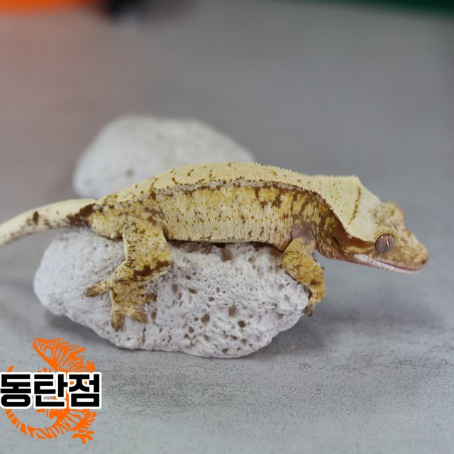 노멀 트라이 드리피 레드 화이트포트홀 화이트스팟