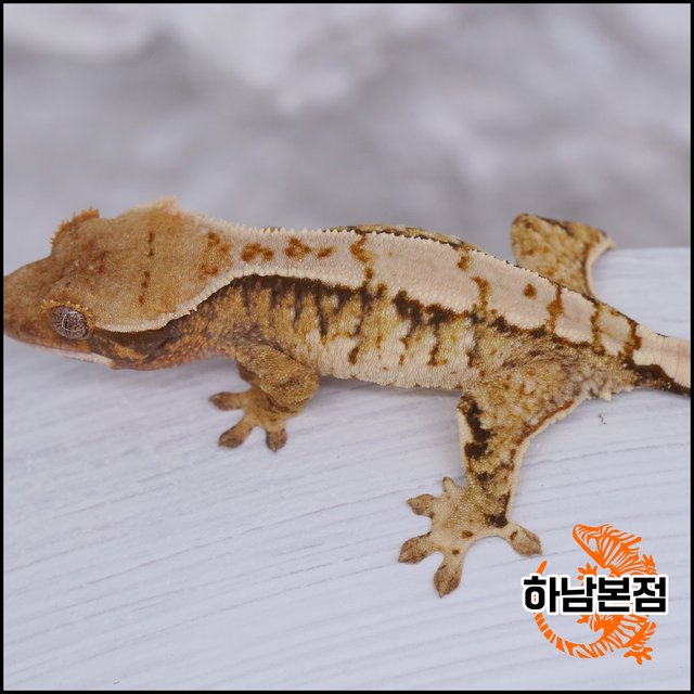 Extreme Harlequin White Crown White Spot Tri