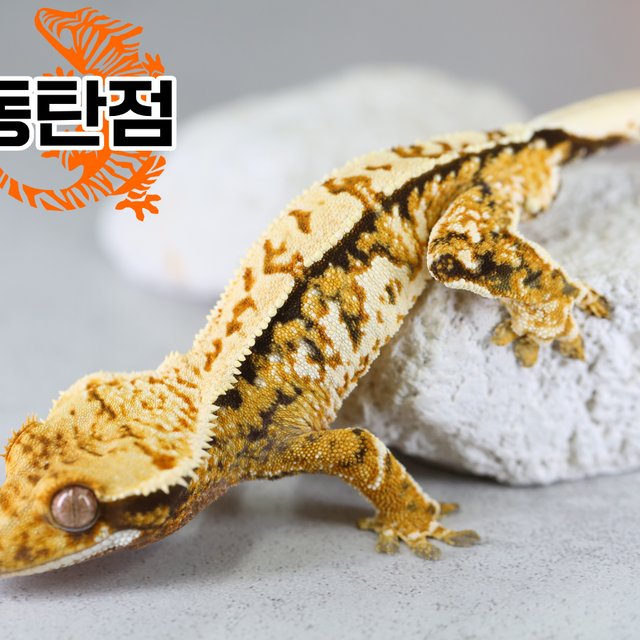 Extreme Harlequin Tri Normal Tangerine