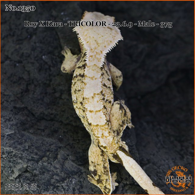 Tri Extreme Harlequin