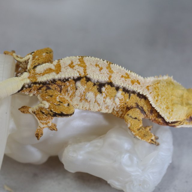 노멀 트라이 익스트림할리퀸 화이트스팟 텐저린