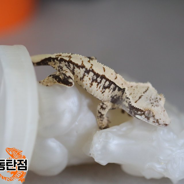 Normal Tri White Spot White Crown White