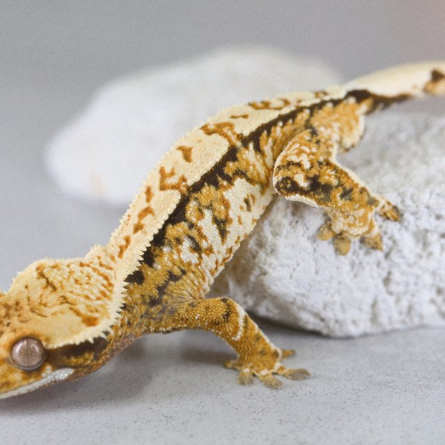 Tangerine Extreme Harlequin Tri Normal