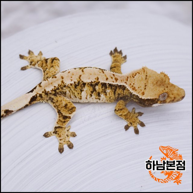 Extreme Harlequin Tri White Spot