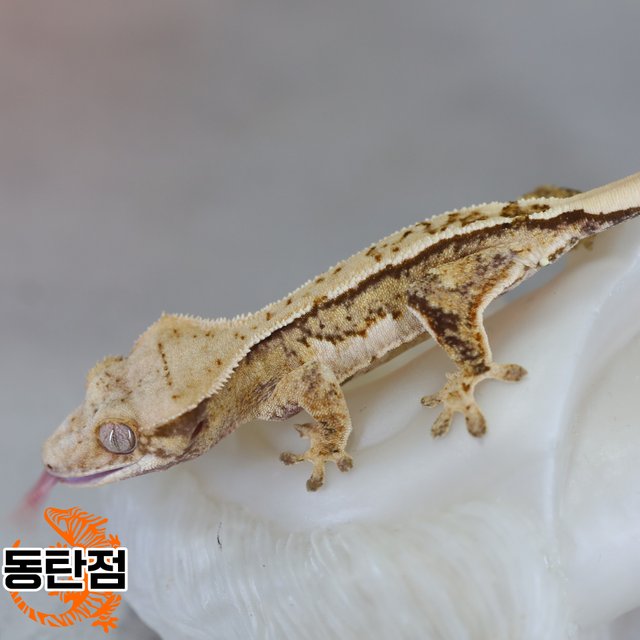 Normal Tri Extreme Harlequin White Spot