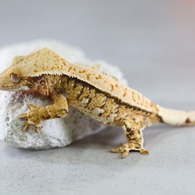 노멀 트라이 익스트림할리퀸 핀스트라이프 텐저린