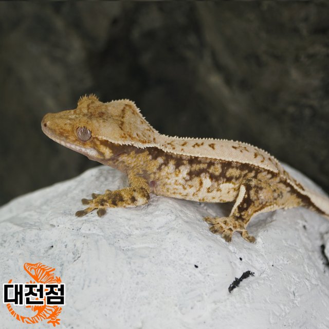 Normal Tri Quad Full Pinstripe Pinstripe