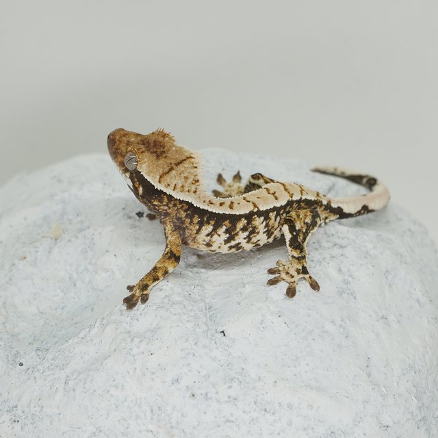 White Porthole White Crown Extreme Harlequin White Spot Normal Tri