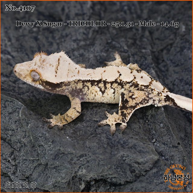 Tri Extreme Harlequin