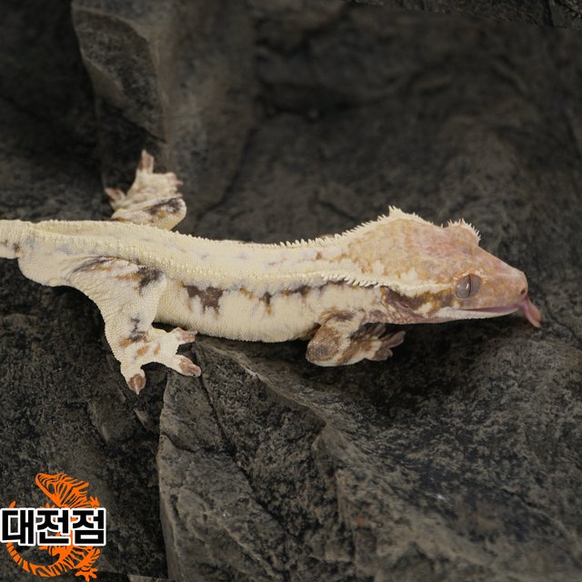 릴리 세이블 프라푸치노 카푸치노 트라이 솔리드백