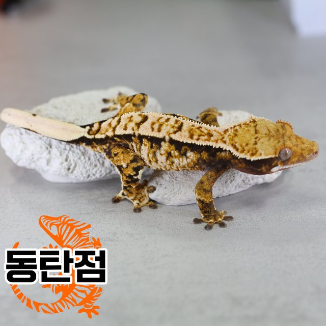 노멀 트라이 익스트림할리퀸 할리퀸 텐저린