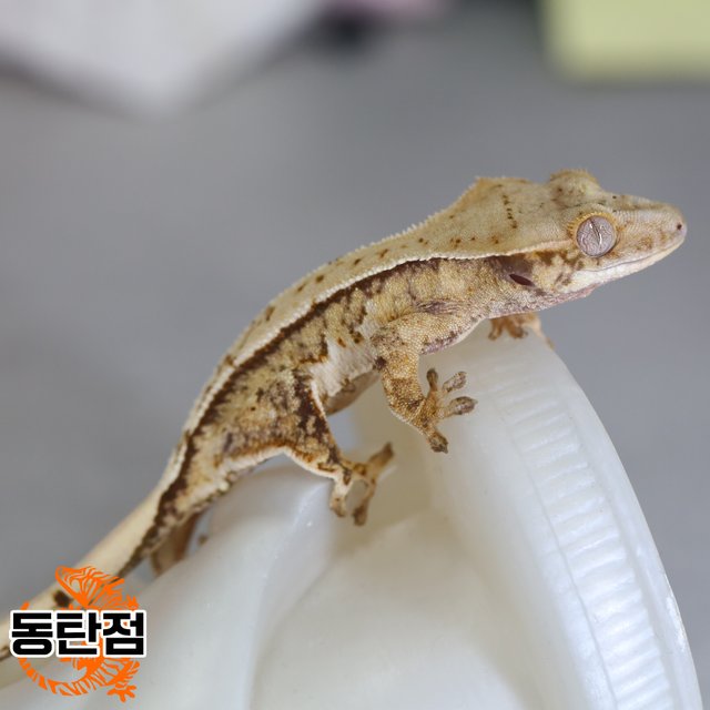 Normal Tri Extreme Harlequin White Spot