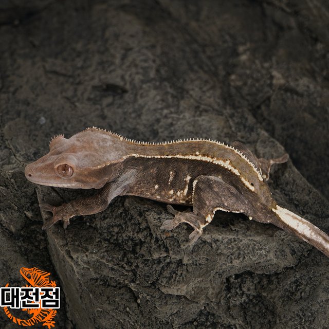 카푸치노 트라이