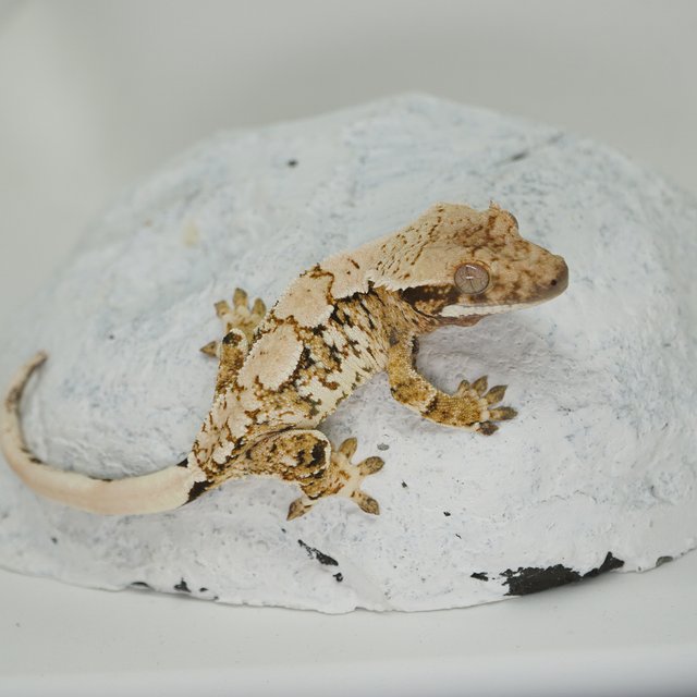 Extreme Harlequin Normal White Crown Tri White Spot White Porthole