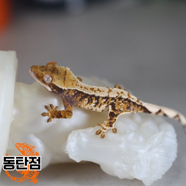 Normal Tri Extreme Harlequin Tangerine White Spot White Porthole