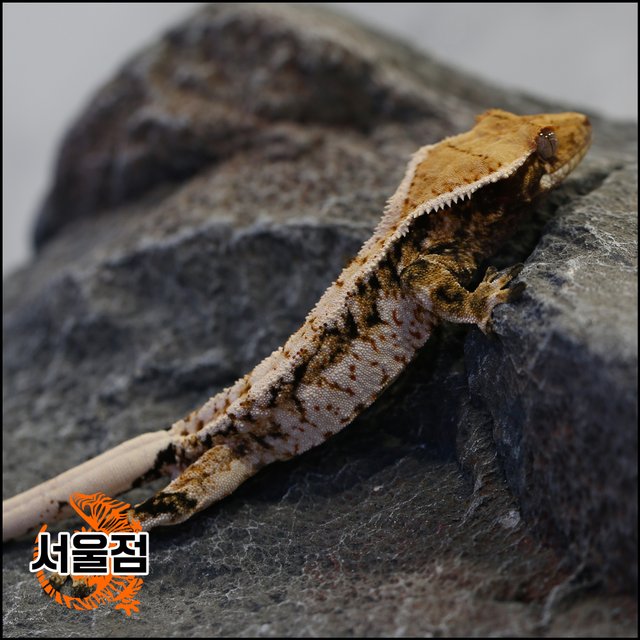 트라이 익스트림할리퀸