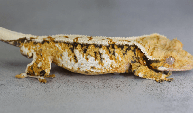 노멀 트라이 익스트림할리퀸 화이트핀 텐저린