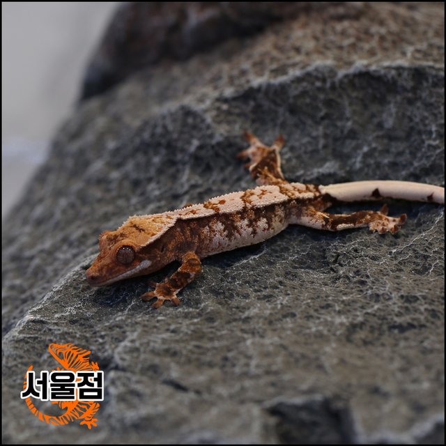 트라이 익스트림할리퀸 화이트스팟