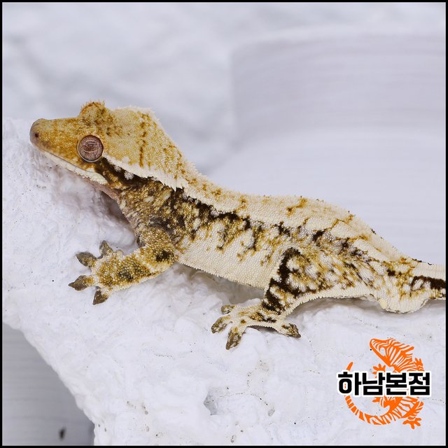 Tri Extreme Harlequin White Porthole White Crown White Spot
