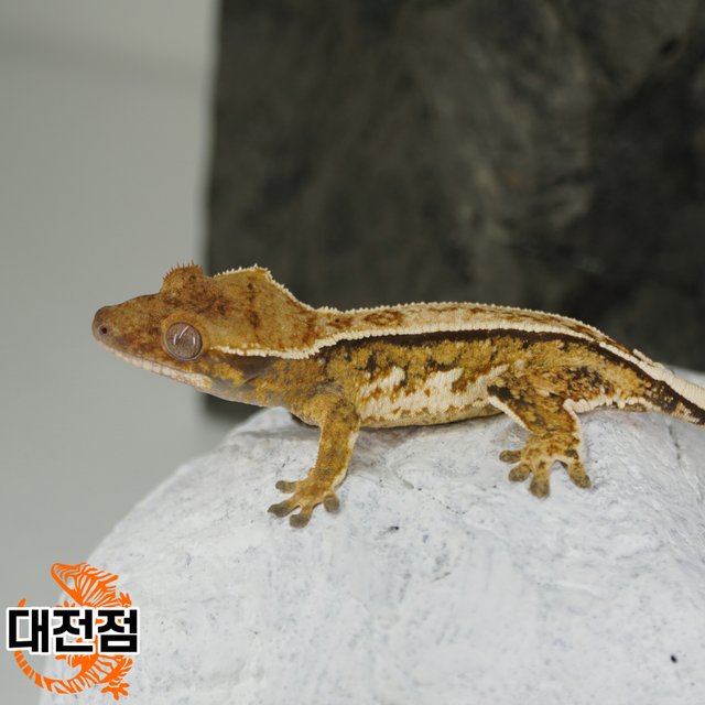 Normal Tri Quad Full Pinstripe Pinstripe Tangerine