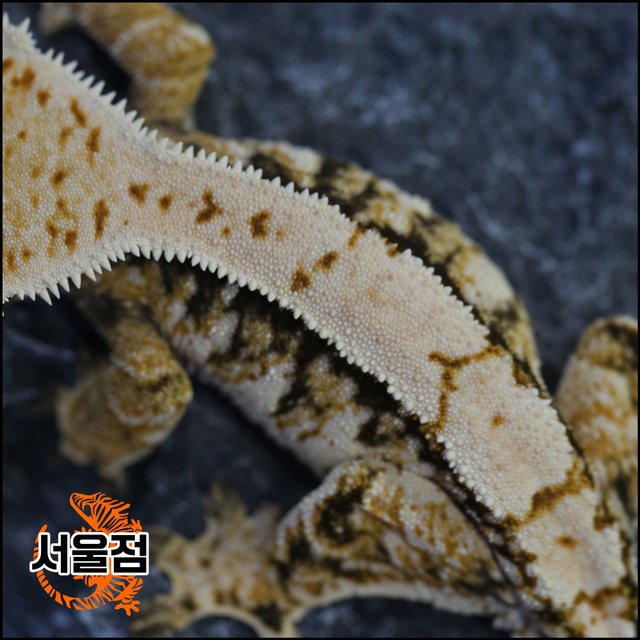 트라이 익스트림할리퀸