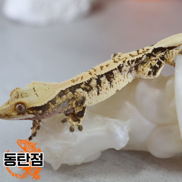 노멀 트라이 익스트림할리퀸 텐저린 화이트스팟 화이트크라운