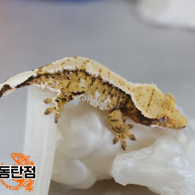 노멀 트라이 익스트림할리퀸 텐저린 화이트스팟