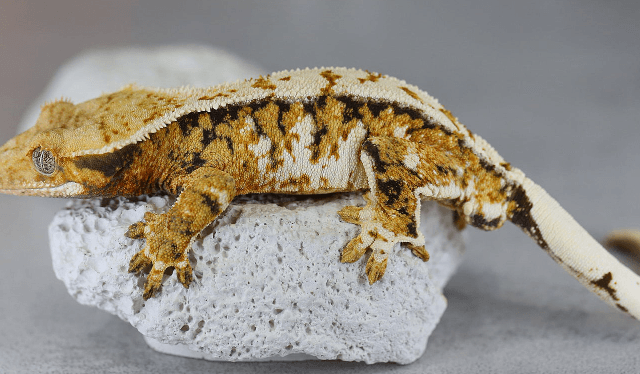 노멀 트라이 익스트림할리퀸 화이트핀 텐저린