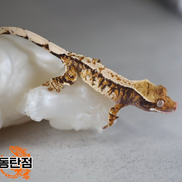 Normal Tri Extreme Harlequin Tangerine White Spot White Porthole