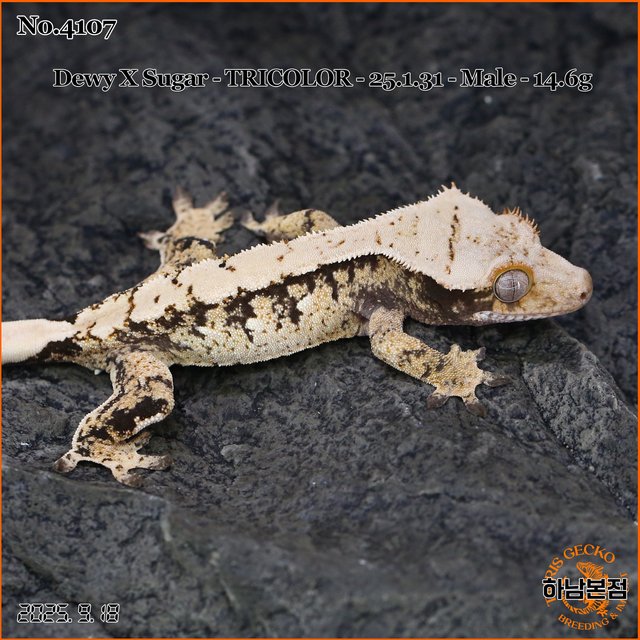 Tri Extreme Harlequin