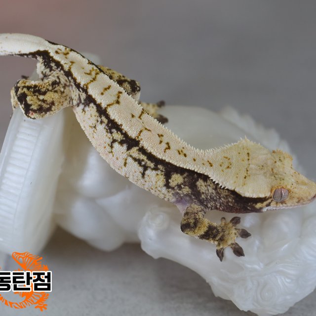 Normal Tri Extreme Harlequin White Spot Tangerine