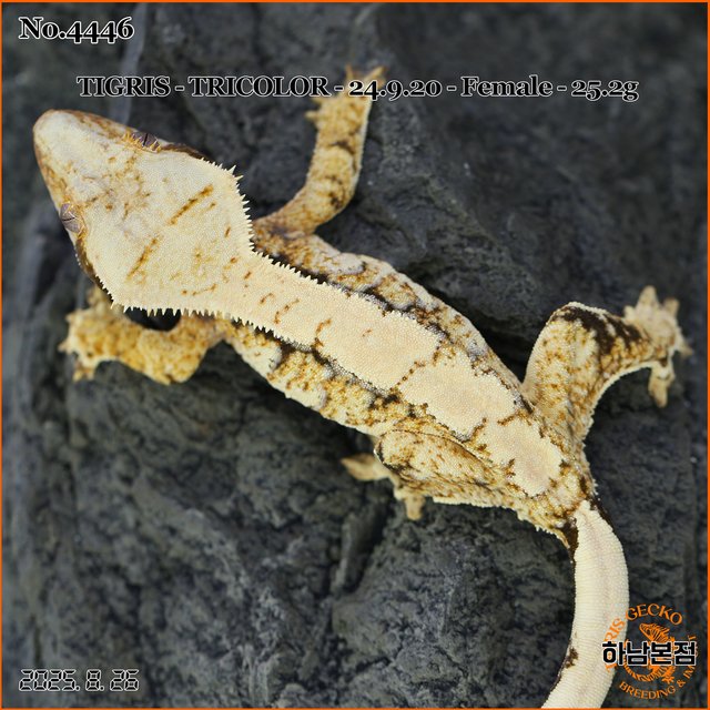 Tri Extreme Harlequin White Spot