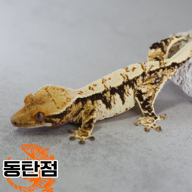 노멀 트라이 할리퀸 익스트림할리퀸 화이트핀 텐저린