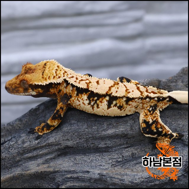 Tri Tangerine Extreme Harlequin White Spot
