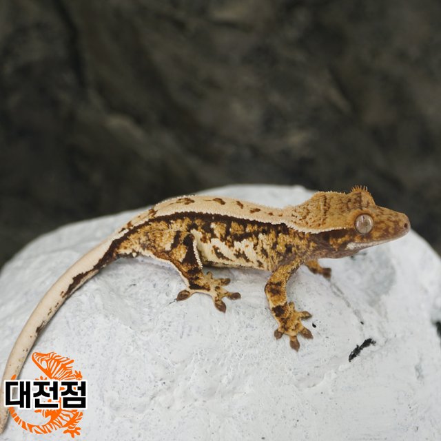 Normal Tri White Crown Quad White Porthole White Spot