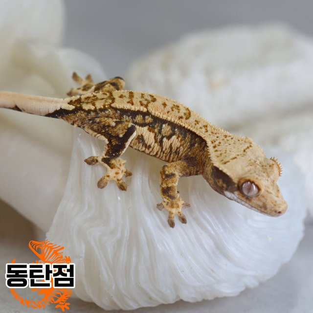 트라이 노멀 익스트림할리퀸 텐저린