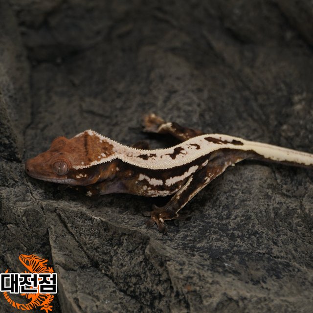 슈퍼스트라이프 쿼드 풀핀 세이블