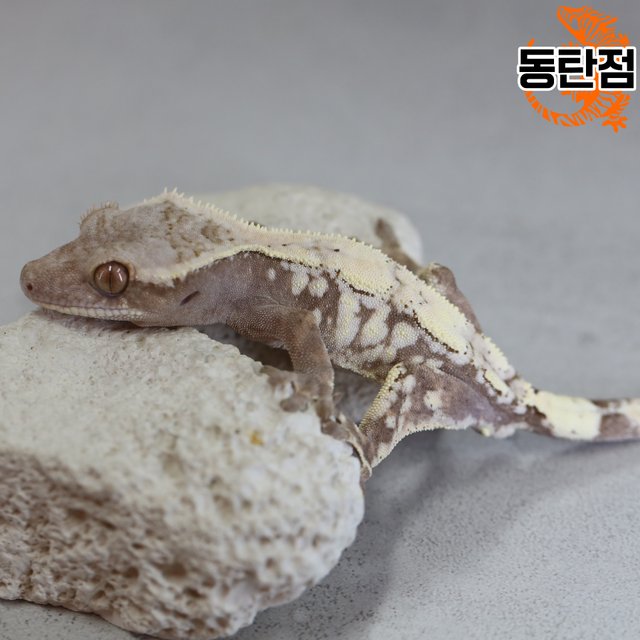 Tri Sable Drippy White Porthole White Spot