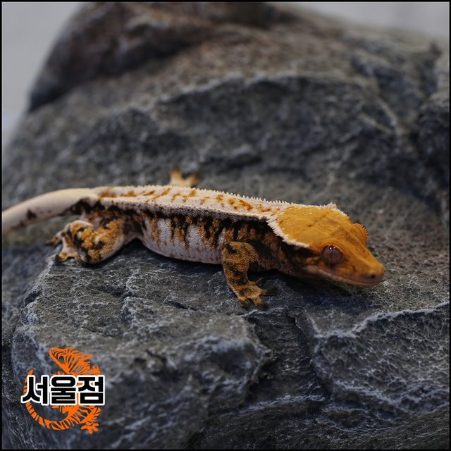 트라이 익스트림할리퀸 핀스트라이프