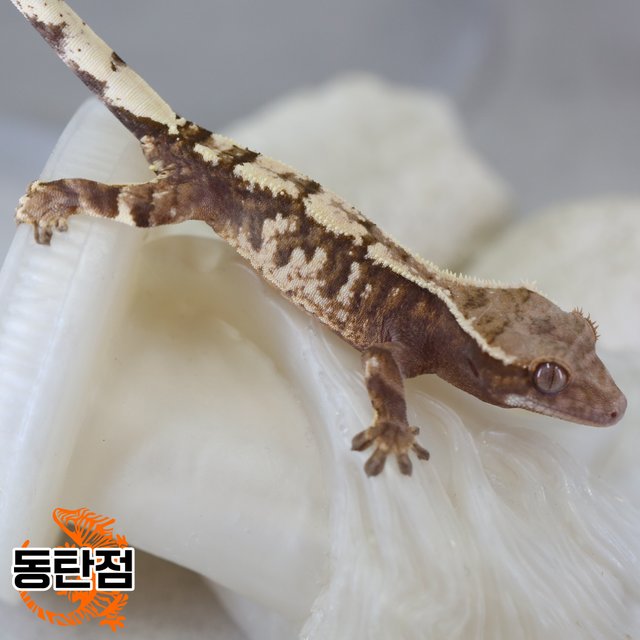 Sable Tri Extreme Harlequin White Spot White Crown White Porthole