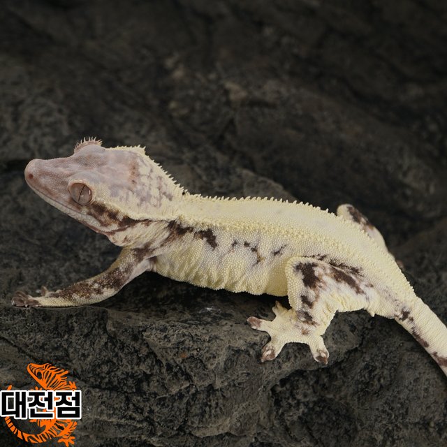 프라푸치노 솔리드백 화이트크라운 카푸치노 릴리화이트