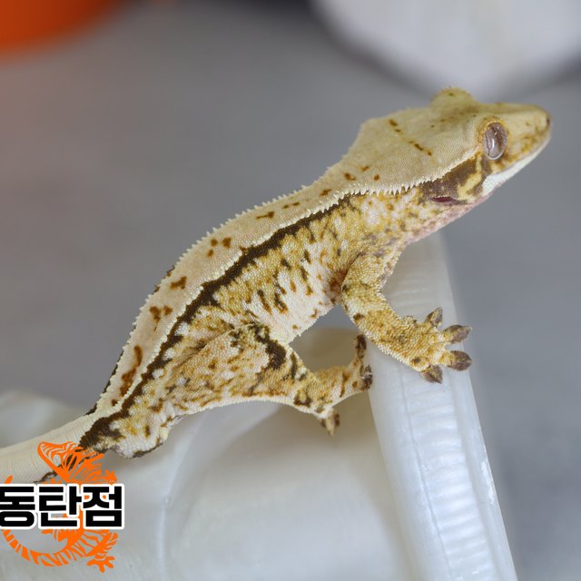 Normal Tri Extreme Harlequin White Spot Tangerine